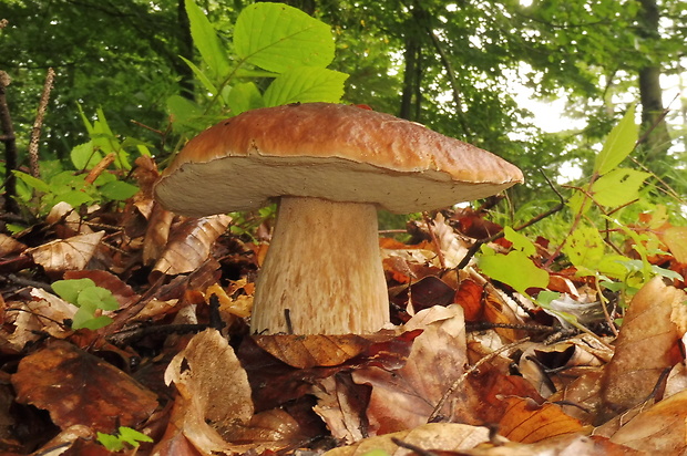 hríb smrekový Boletus edulis Bull.