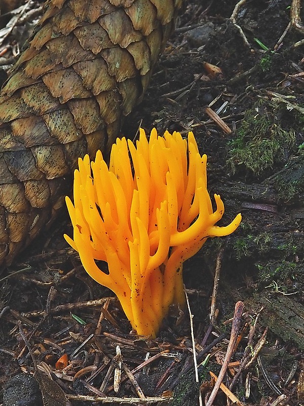 parôžkovec lepkavý Calocera viscosa (Pers.) Fr.