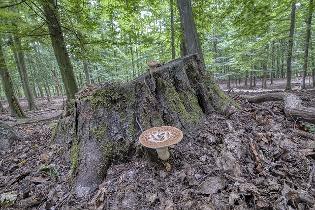 trúdnik šupinatý - biotop Cerioporus squamosus (Huds.) Quél.