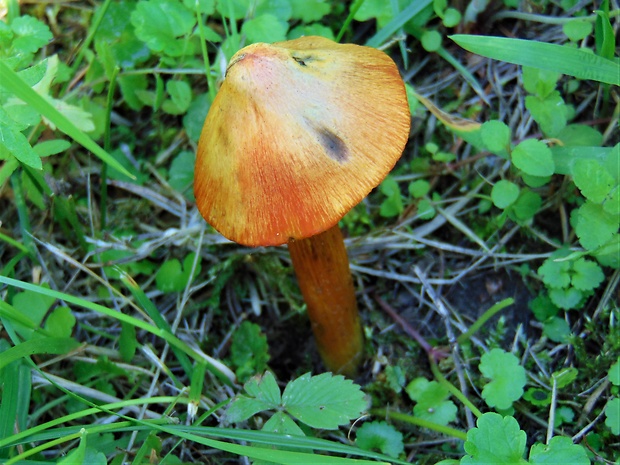 lúčnica kužeľovitá Hygrocybe conica (Schaeff.) P. Kumm.