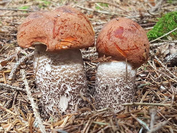 kozák smrekový Leccinum piceinum Pilát & Dermek