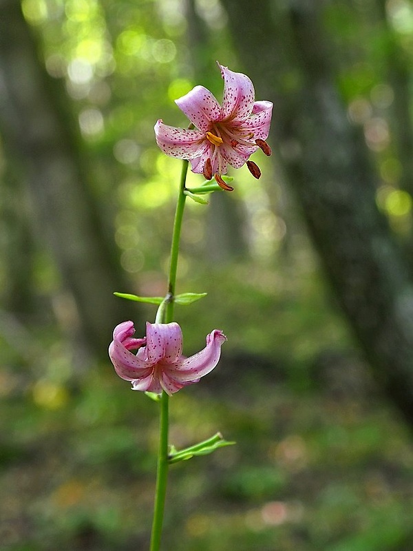 ľalia zlatohlavá Lilium martagon L.