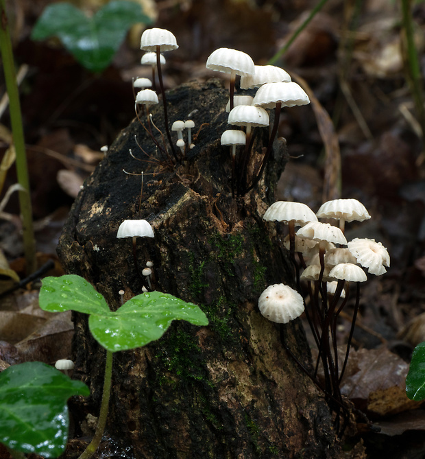 tanečnica golieriková Marasmius rotula (Scop.) Fr.