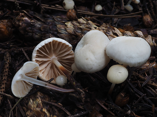 tanečnica fialovosivá Marasmius wynneae Berk. & Broome