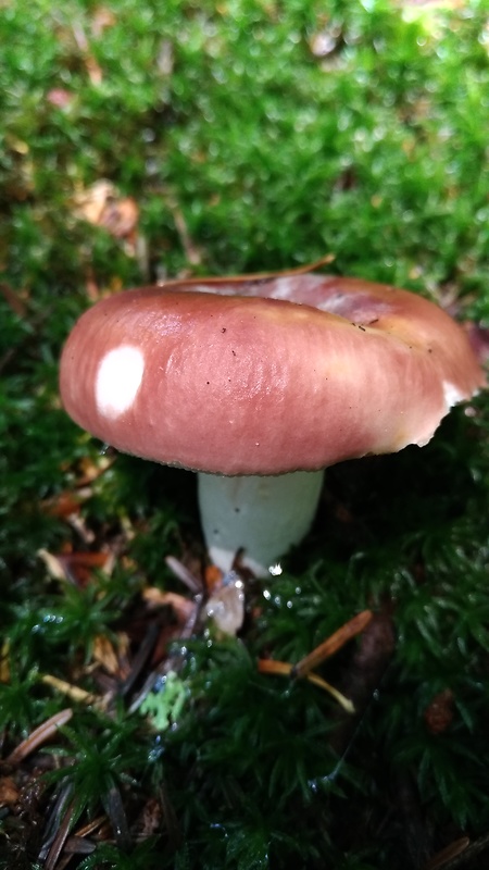 plávka mandľová Russula vesca Fr.