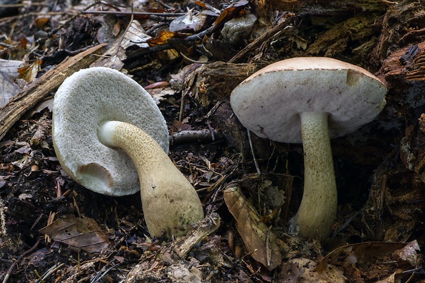 podhríb žlčový Tylopilus felleus (Bull.) P. Karst.