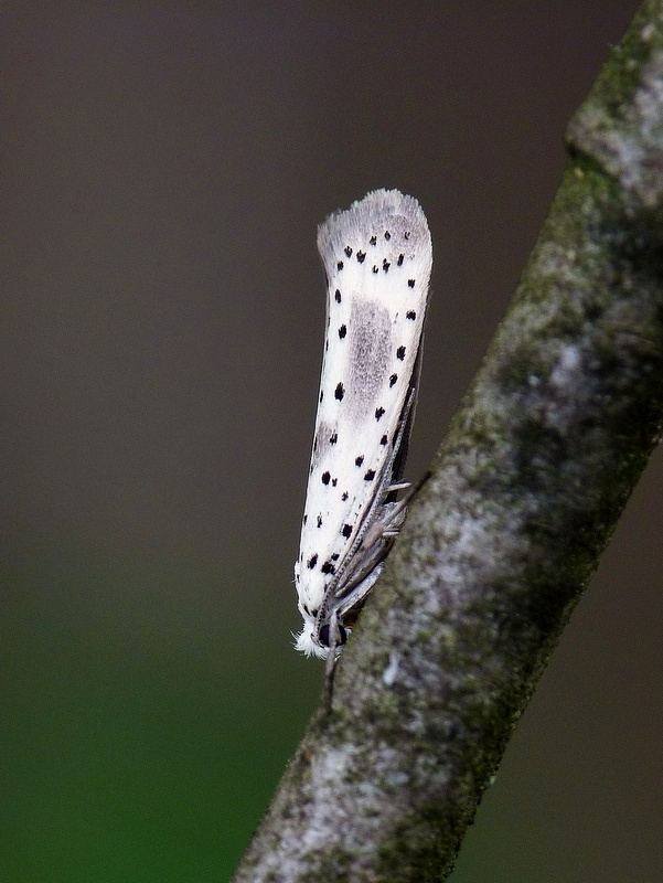 priadzovec slivkový Yponomeuta irrorella