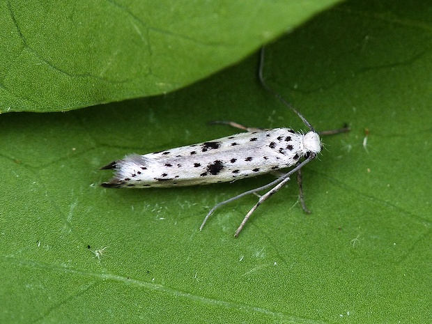 priadzovec bršlenový Yponomeuta plumbella