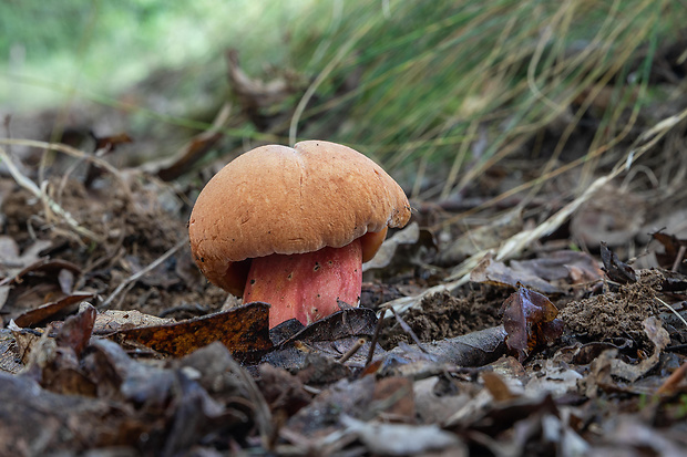 rubínovec obyčajný Chalciporus rubinus (W.G. Sm.) Singer