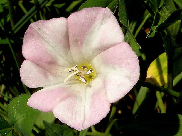 pupenec roľný Convolvulus arvensis L.