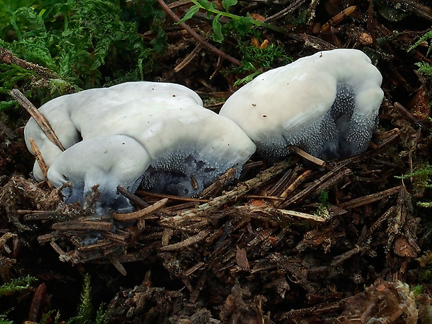 jelenkovka voňavá Hydnellum suaveolens (Scop.) P. Karst.