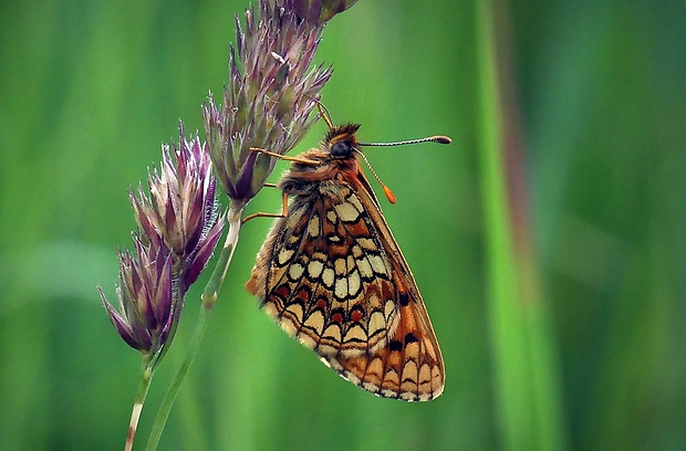 hnedáčik veronikový (sk) / hnědásek černýšový (cz) Melitaea aurelia Nickerl, 1850