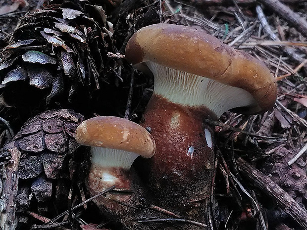 čechračka tmavohlúbiková Tapinella atrotomentosa (Batsch) Šutara