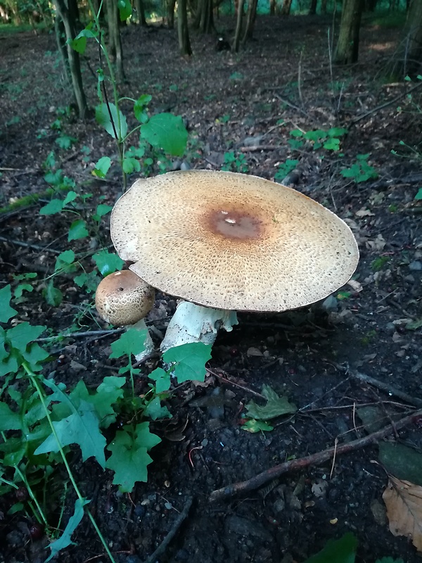 pečiarka obrovská Agaricus augustus Fr.