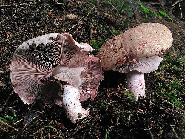 pečiarka lesná Agaricus sylvaticus Schaeff.