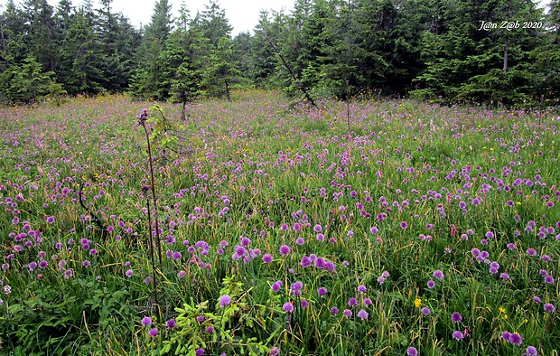 cesnak pažítkový alpínsky Allium schoenoprasum subsp. alpinum (DC.) Čelak.