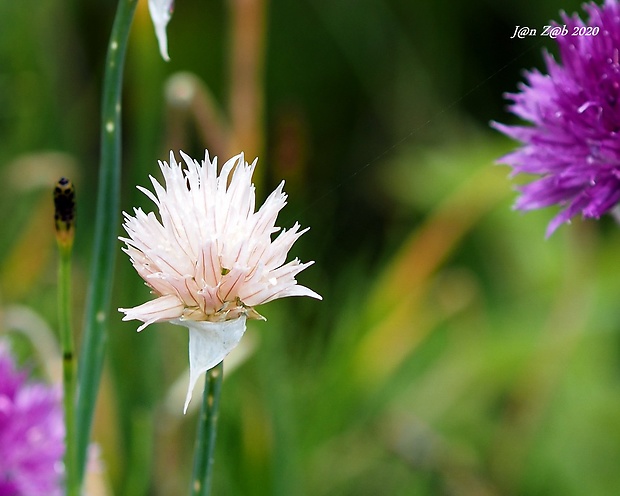 cesnak pažítkový alpínsky Allium schoenoprasum subsp. alpinum (DC.) Čelak.