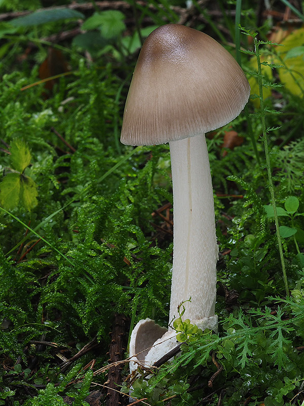 muchotrávka pošvatá Amanita vaginata (Bull.) Lam.