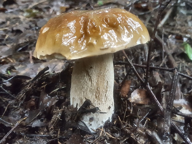 hríb smrekový Boletus edulis Bull.