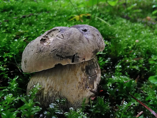 hríb striebristý Butyriboletus fechtneri (Velen.) D. Arora & J.L. Frank