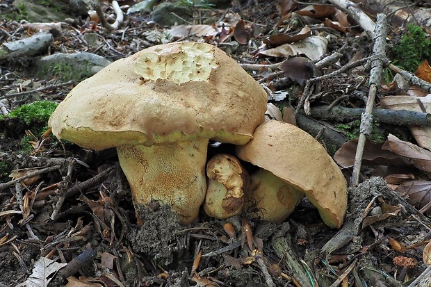 hríb horský Butyriboletus subappendiculatus (Dermek, Lazebn. & J. Veselský) D. Arora & J.L. Frank