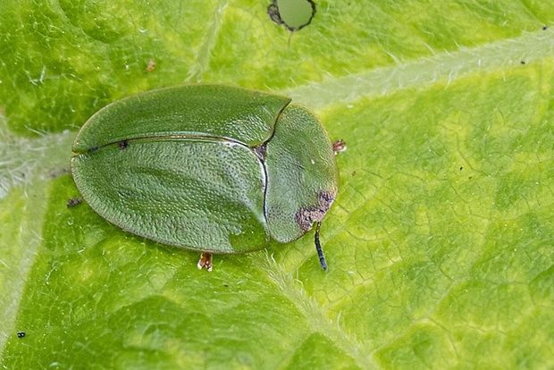 štítnatec zelený  Cassida viridis