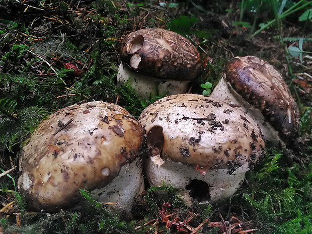 náramkovka cisárska Catathelasma imperiale (P. Karst.) Singer