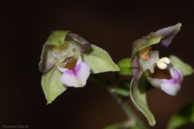 kruštík širokolistý pravý Epipactis helleborine subsp. helleborine (L.) Crantz