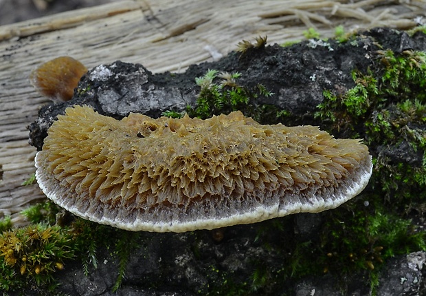 ryšavec kôrovitý Inonotus cuticularis (Bull.) P. Karst.