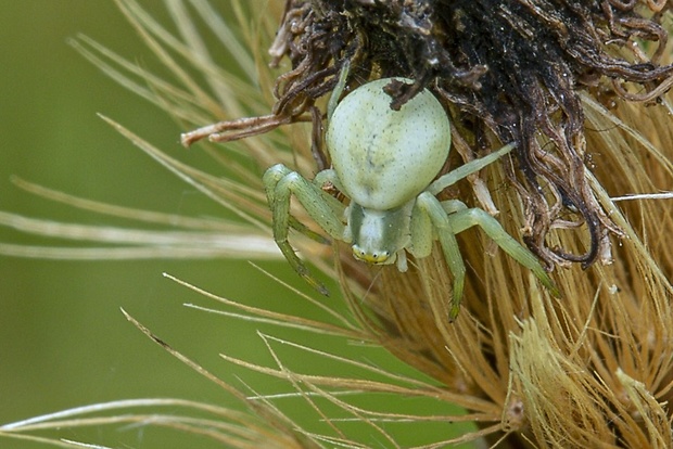 kvetárik dvojtvarý  Misumena vatia