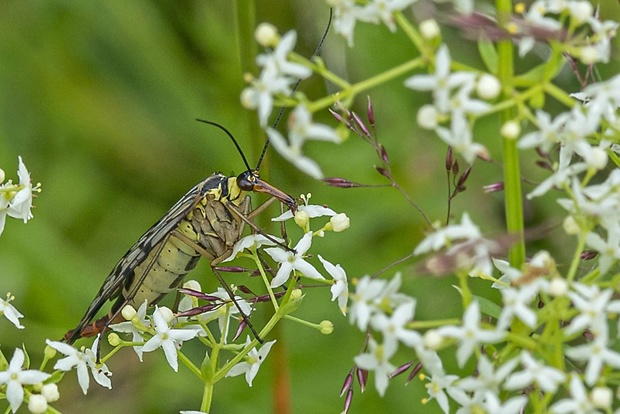 srpica obyčajná  Panorpa communis