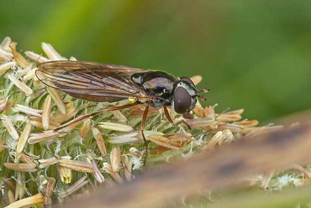 pestrica, samica Platycheirus fulviventris