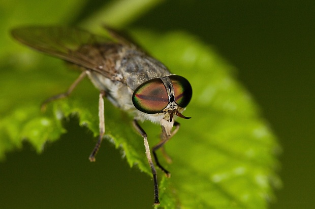 ovad Tabanus maculicornis