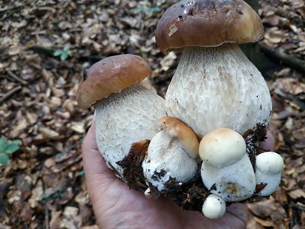 hríb smrekový Boletus edulis Bull.