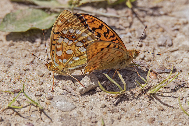 perlovec fialkový  Argynnis adippe