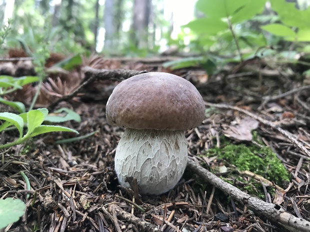 hríb smrekový Boletus edulis Bull.