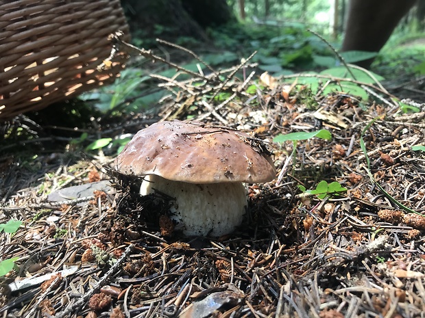 hríb smrekový Boletus edulis Bull.