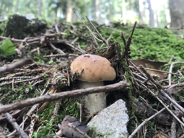 hríb smrekový Boletus edulis Bull.