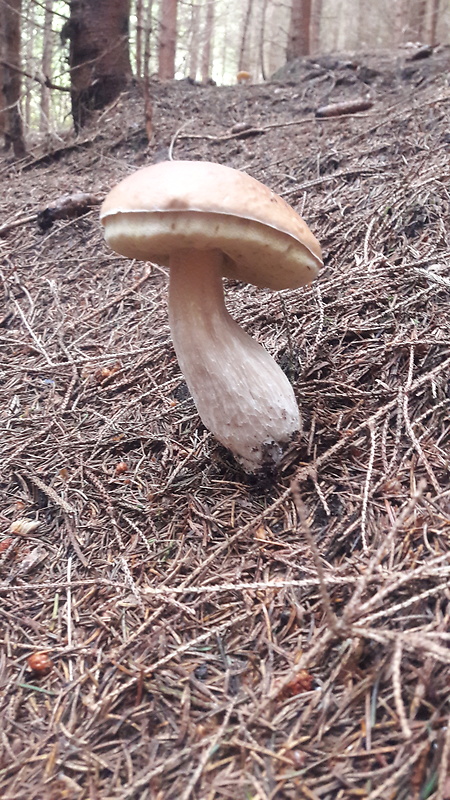 hríb smrekový Boletus edulis Bull.