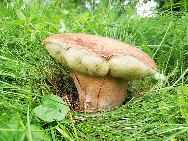 hríb smrekový Boletus edulis Bull.