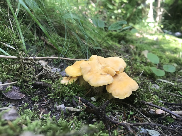 kuriatko jedlé Cantharellus cibarius Fr.