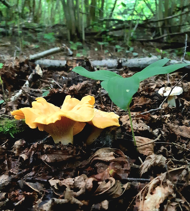 kuriatko jedlé Cantharellus cibarius Fr.