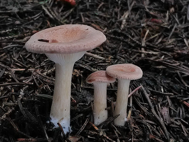 strmuľka rebernatá Clitocybe costata