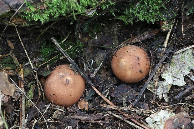 hviezdovka mechovitá Geastrum saccatum Fr.