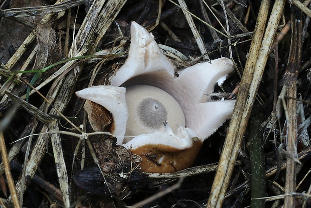 hviezdovka mechovitá Geastrum saccatum Fr.