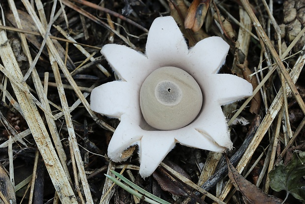 hviezdovka mechovitá Geastrum saccatum Fr.