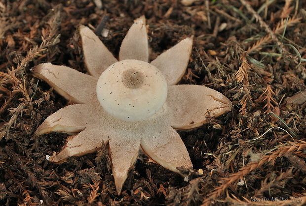 hviezdovka golierikovitá Geastrum striatum DC.