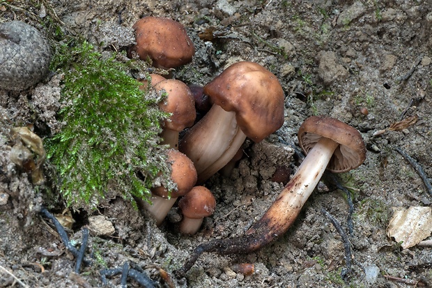 peniazovka vretenovitohlúbiková Gymnopus fusipes (Bull.) Gray