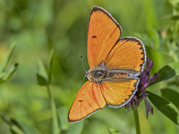 ohniváčik veľký  Lycaena dispar