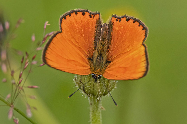 ohniváčik zlatobyľový Lycaena virgaureae